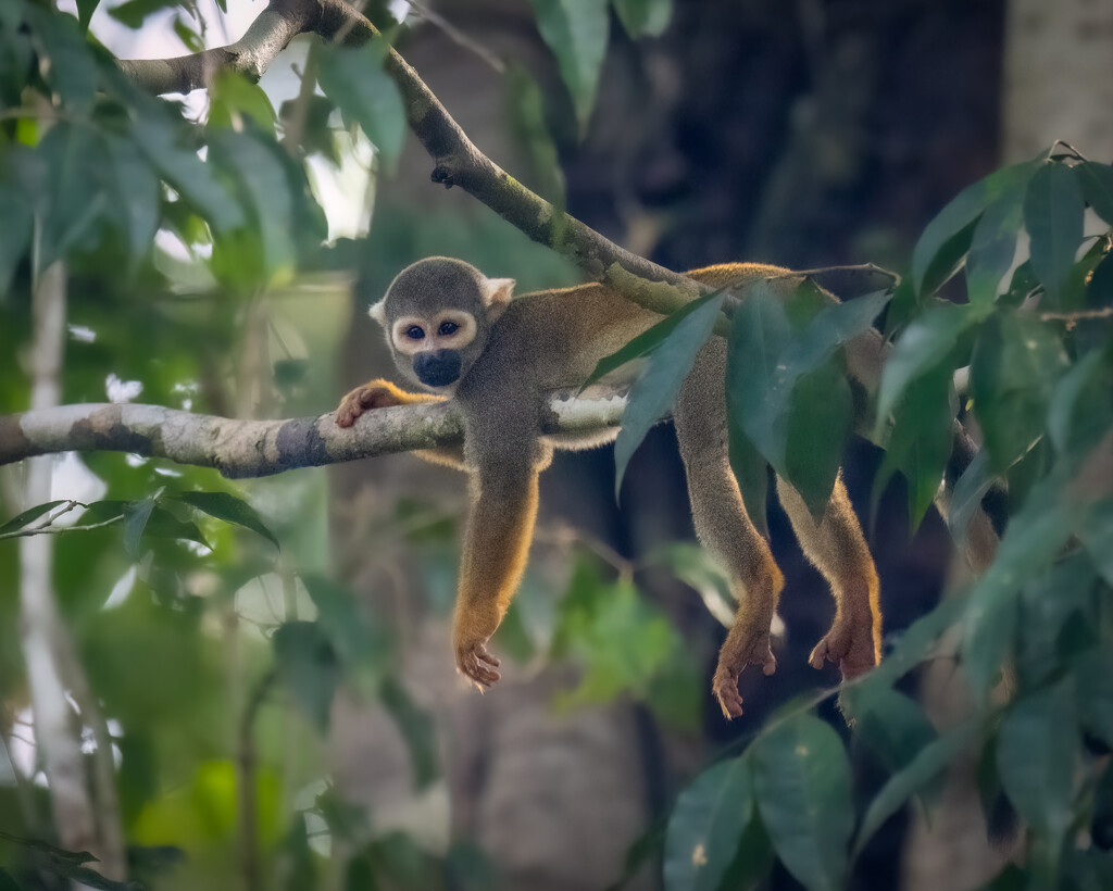 Ecuadorian Squirrel Monkey by nicoleweg