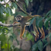 Ecuadorian Squirrel Monkey