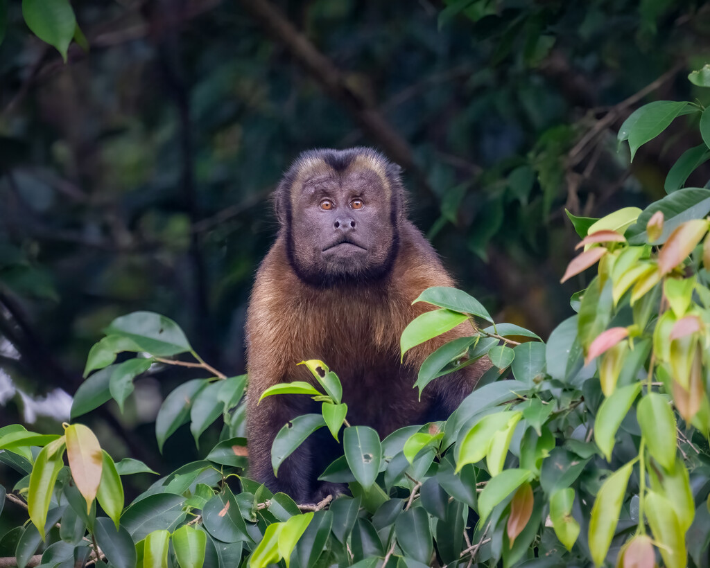 Tufted Capuchin Monkey  by nicoleweg