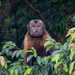 Tufted Capuchin Monkey 