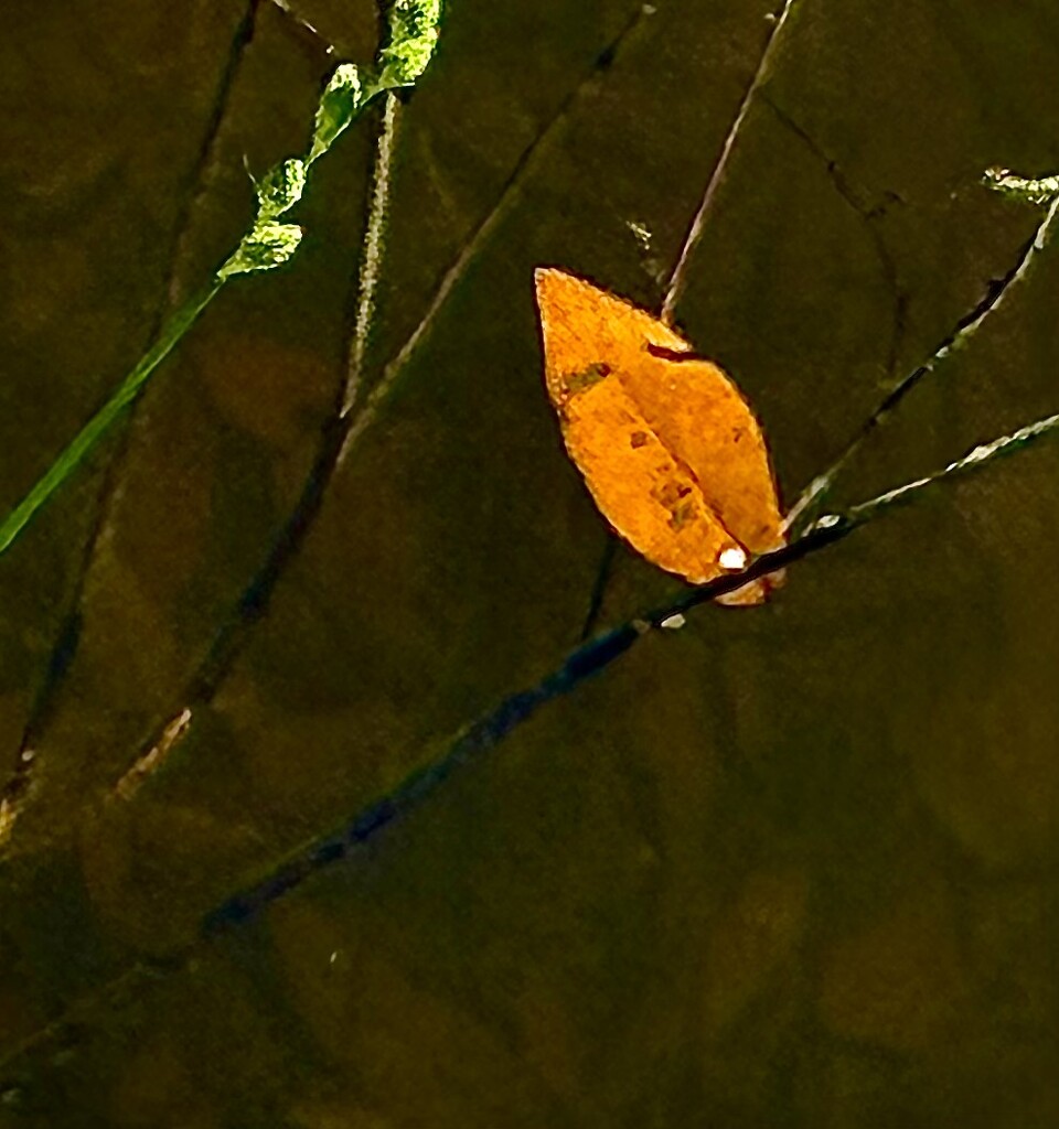 Stray leaf at the edge of the pond by congaree