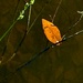 Stray leaf at the edge of the pond