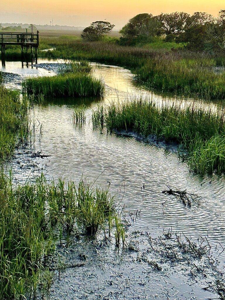 Marsh at sunset with tide going out by congaree