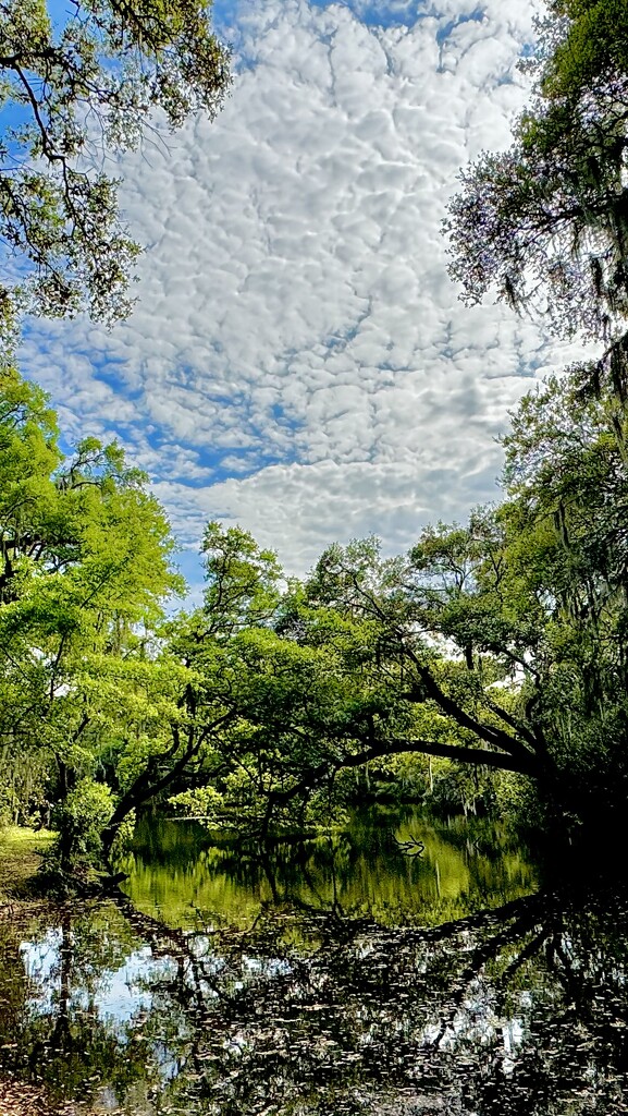 Sunny late  Spring at the park by congaree