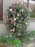 16th Apr 2024 - Our Camellia 