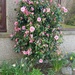 Our Camellia  by sarah19