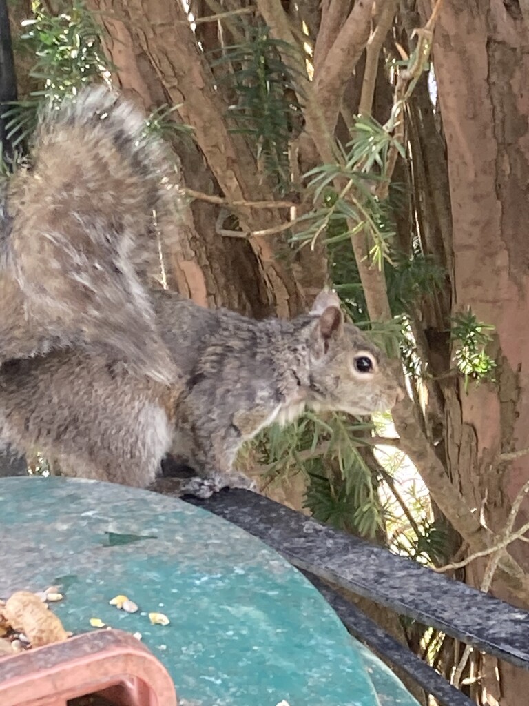 Grey Squirrel  by spanishliz