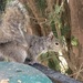 Grey Squirrel  by spanishliz