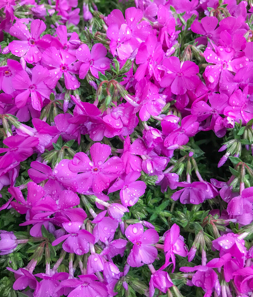 Soft Phlox with raindrops by mittens