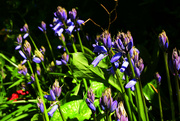 16th Apr 2024 - spring flowers