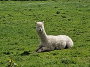 16th Apr 2024 - Sunbathing Alpaca