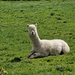 Sunbathing Alpaca by happyteg