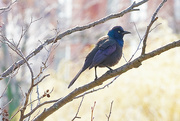 16th Apr 2024 - Grackle, Between the Lines 