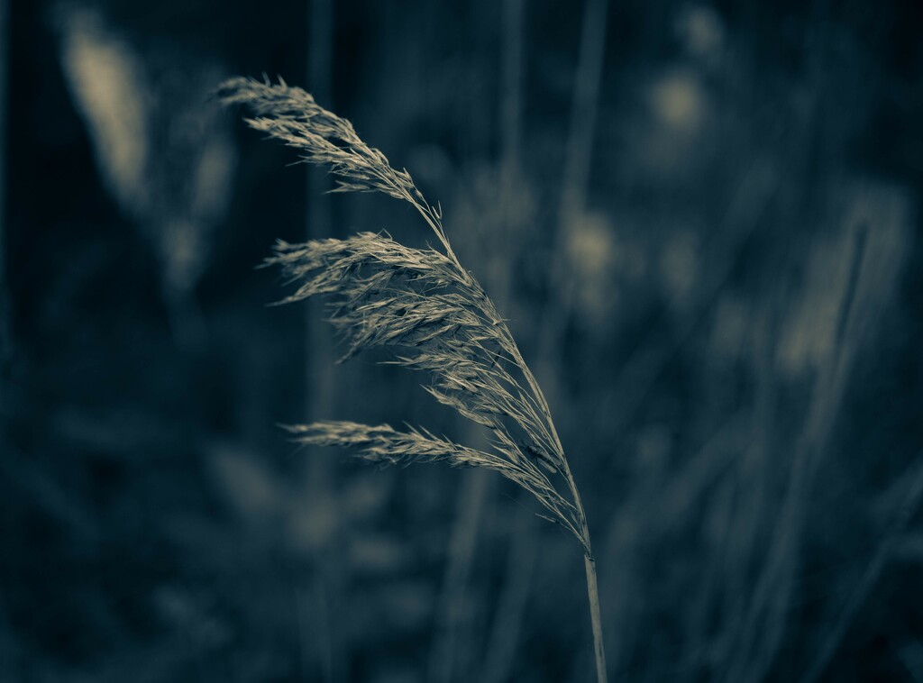 Grass by johnnyfrs
