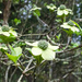 Wild Dogwood in bloom by byrdlip