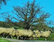 16th Apr 2024 - Sheep Week!