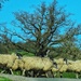 Sheep Week!
