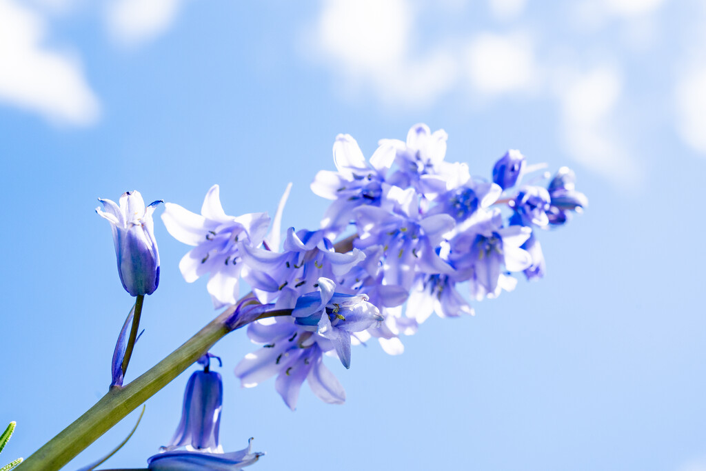 Bluebell Sky by hannahcallier