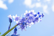 17th Apr 2024 - Bluebell Sky