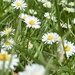 More daisies 