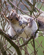 16th Apr 2024 - Grey Squirrel 