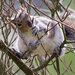 Grey Squirrel  by cherylrose