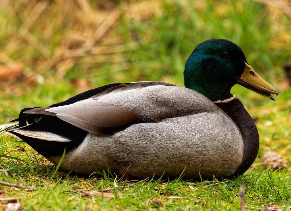 A sitting duck! by billdavidson