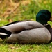 A sitting duck!