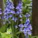 Bluebell season  by lizgooster