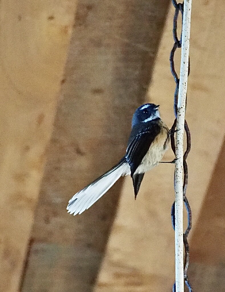 A Fantail NZ native this wee guy and his mate frequently pop inside having a great conversation  by Dawn