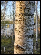 15th Apr 2024 - Silver birch