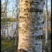 Silver birch by kathryn54