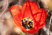 13th Apr 2024 - mom's tulips