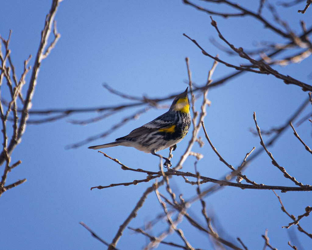 yellow rumped warbler by aecasey