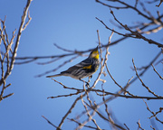 13th Apr 2024 - yellow rumped warbler