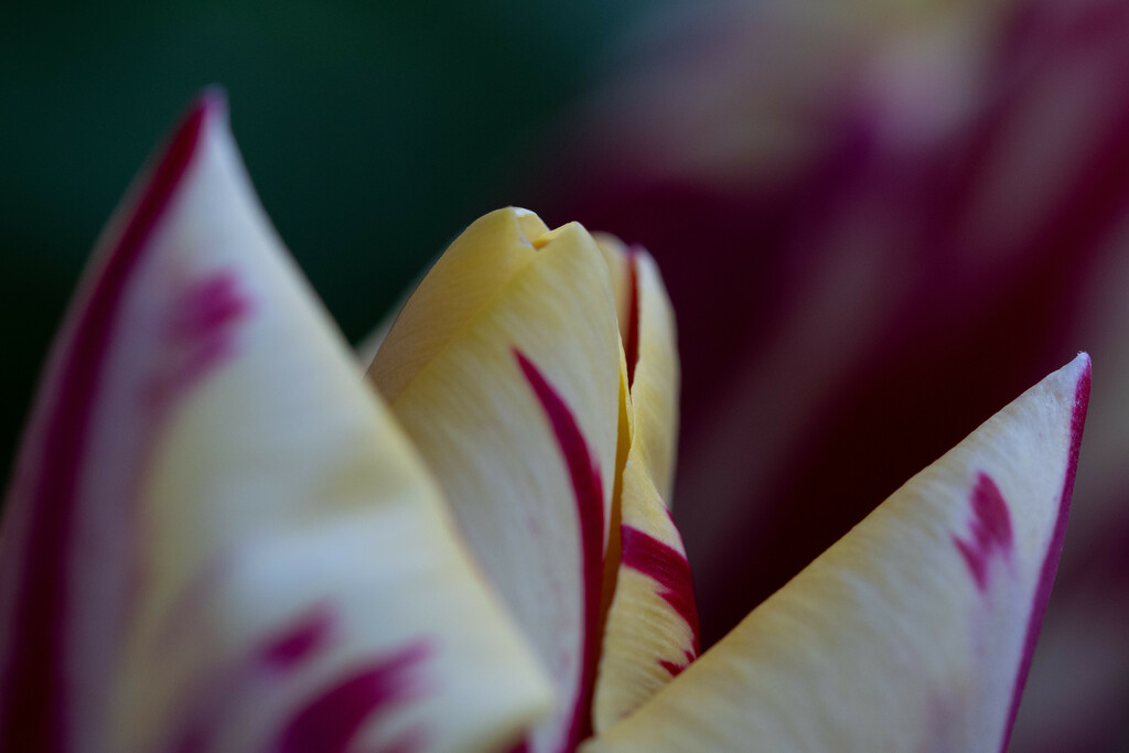 Tulip by anncooke76