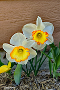16th Apr 2024 - Pink bomb daffodil