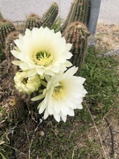 15th Apr 2024 - Cactus