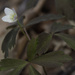 wood anemone  by rminer