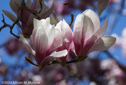 16th Apr 2024 - Rita's Magnolia
