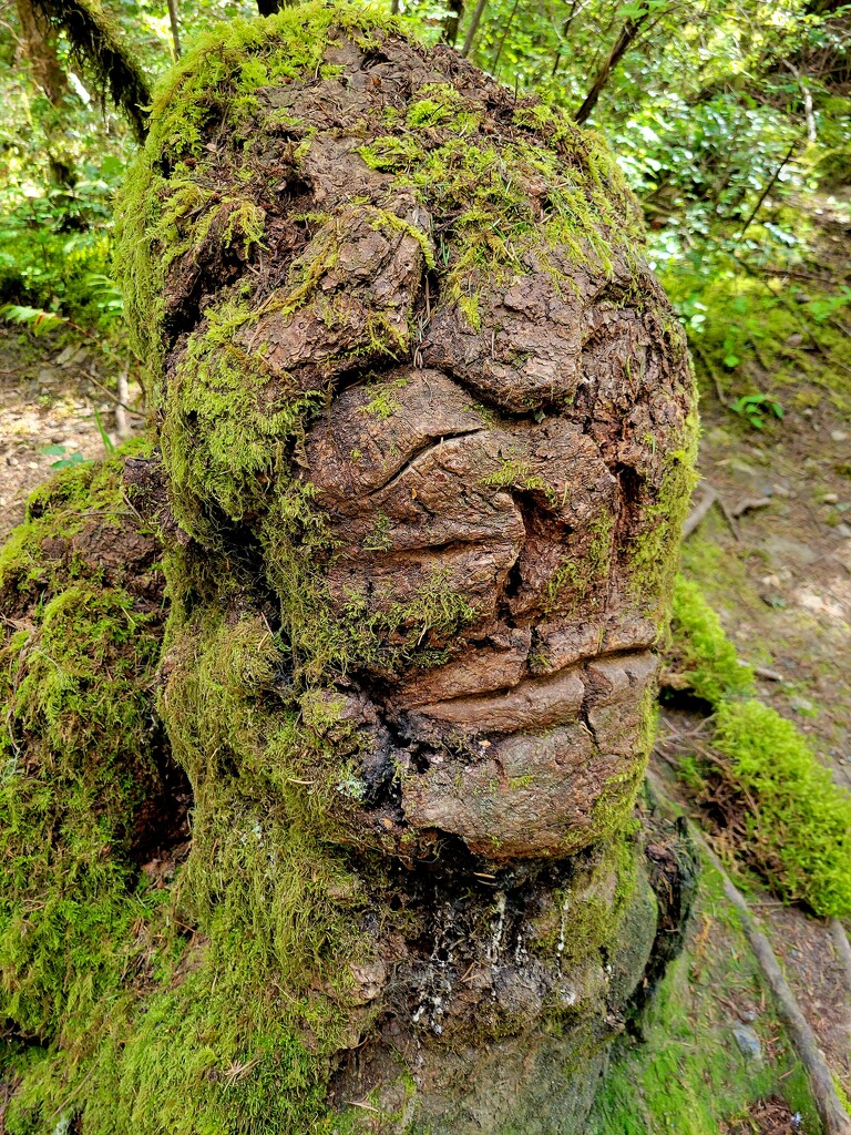 Tree Stump Face by kimmer50