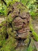 16th Apr 2024 - Tree Stump Face