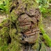 Tree Stump Face by kimmer50