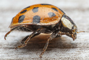 16th Apr 2024 - Chillin' with a Ladybug
