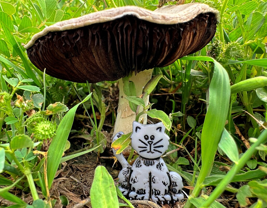Mushroom umbrella - Felix #16 by slaabs