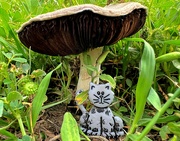 16th Apr 2024 - Mushroom umbrella - Felix #16