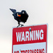 Red winged blackbird by bobbic