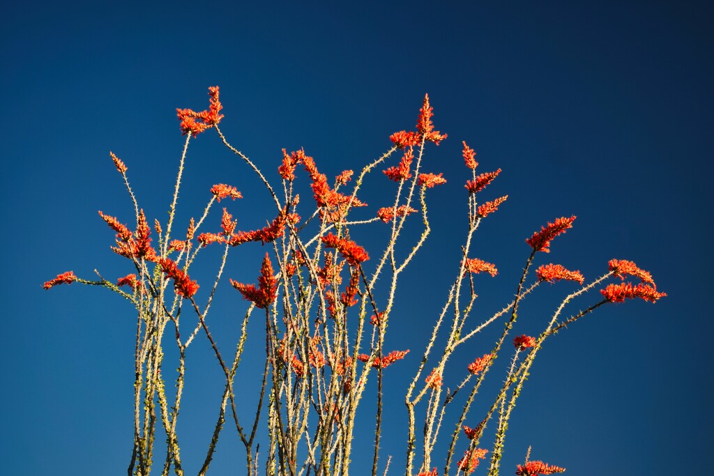4 15 Ocotillo flowers by sandlily