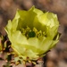 4 15 Prickly Pear 
