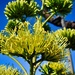 4 15 Agave buds and flowers